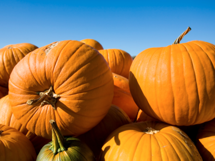 Pile of pumpkins