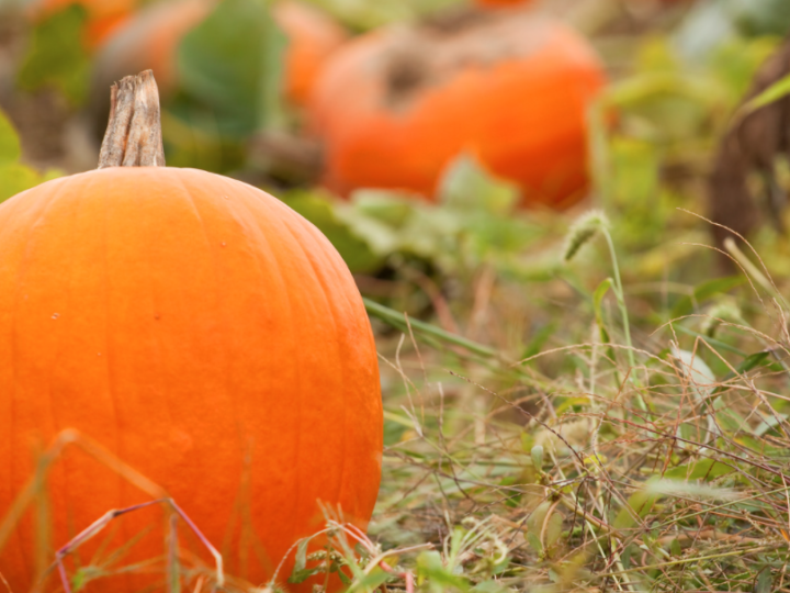 Field of pumpkins