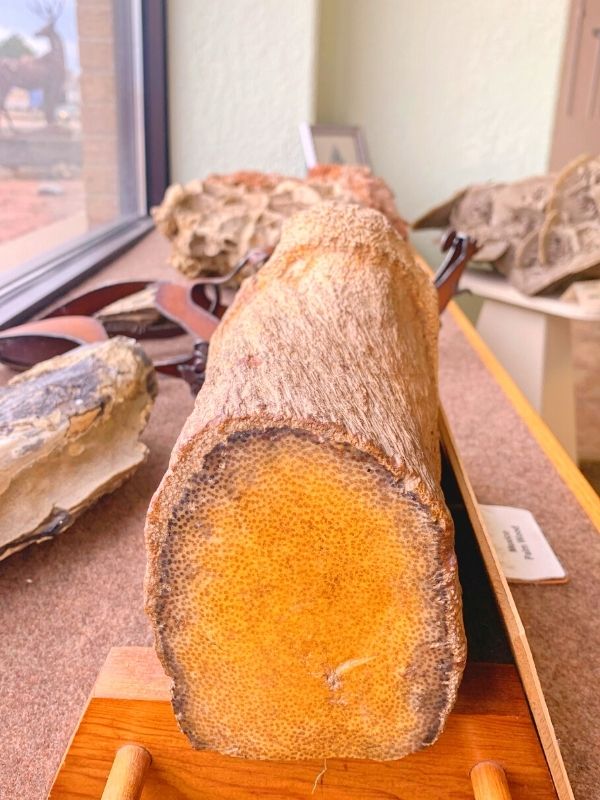 Palm Wood on display at the Petrified Wood & Art Gallery in Ogallala, Nebraska