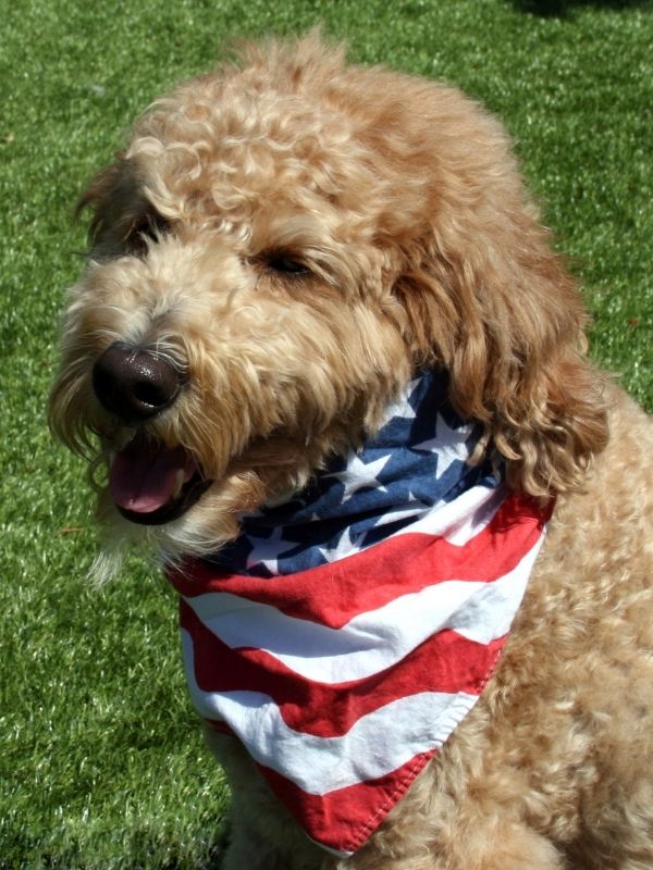Dog with American flag bandana 