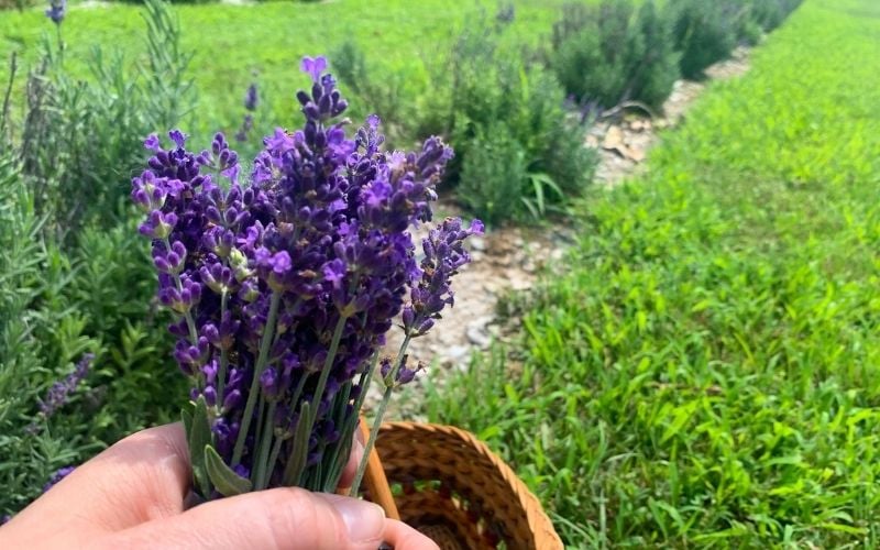 A hand holding a handful of lavender and a basket at the Loess Hills Lavender Farm