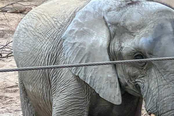Lolly, an African elephant at Omaha's Henry Doorly Zoo & Aquarium