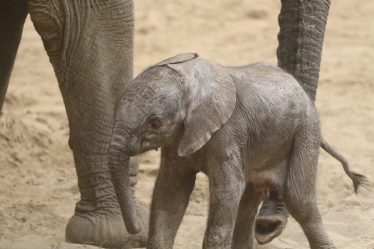 Everything To Know About The Omaha Zoo Elephants + Baby Details
