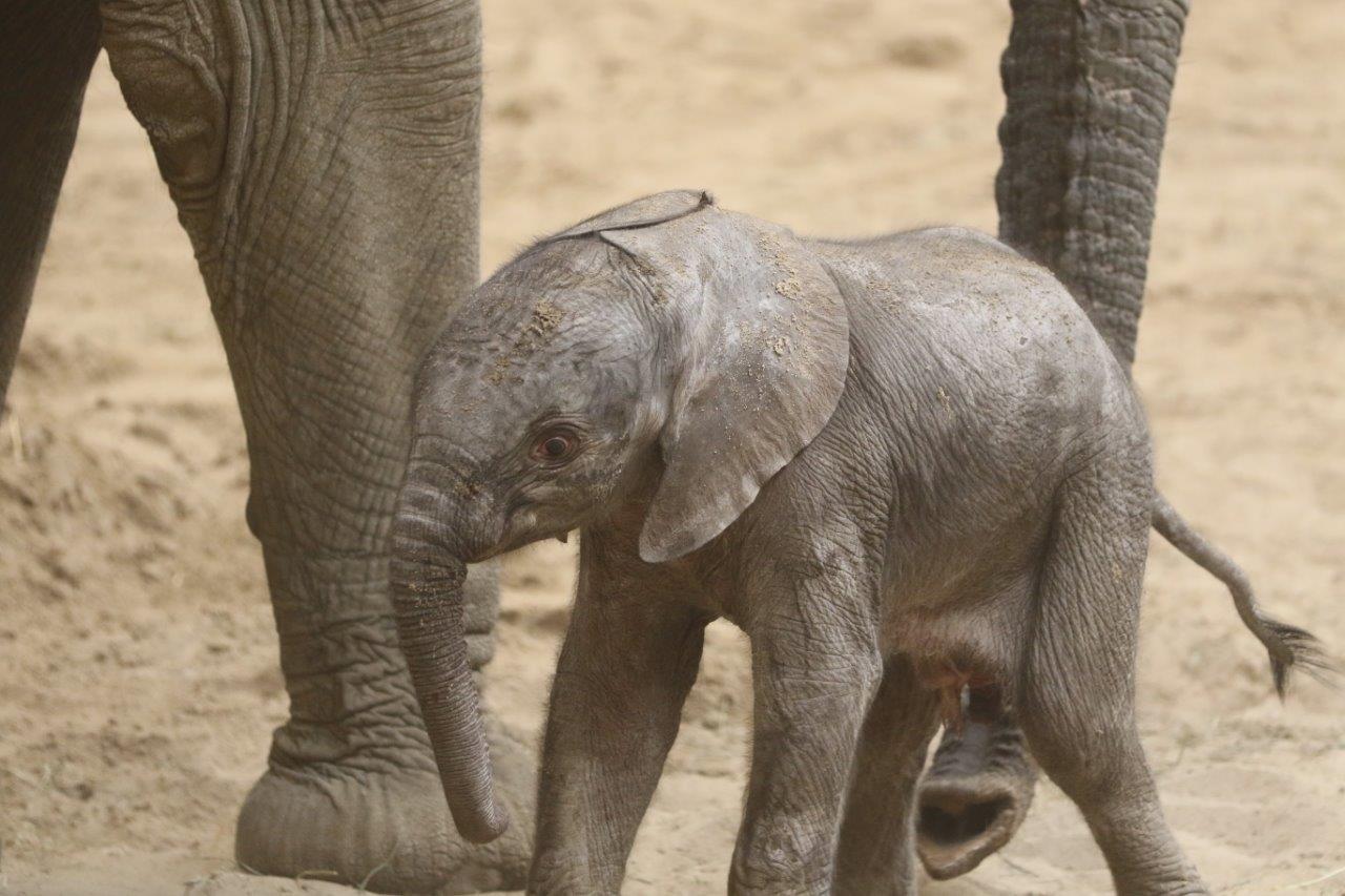 One of the first pictures of Sonny, an African Savannah Elephant calf in Omaha