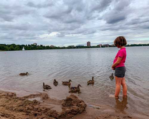 Child wading in the one of the lakes that are part of the Chain of Lakes in Minneapolis. Ducks swim nearby.