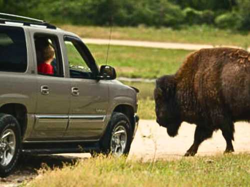 A bison begins to cross the road at the Wildlife Safari Park in Ashland, Nebraska