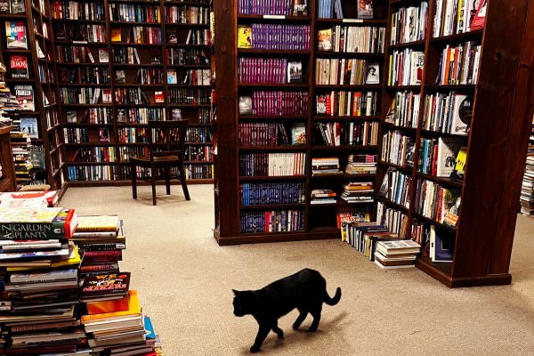 A black cat roams The Dusty Bookshelf, a used bookstore in Lawrence, Kansas