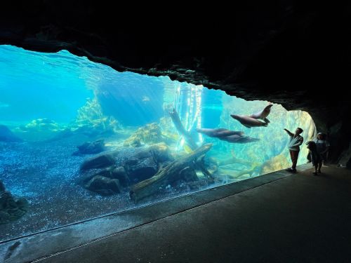 Two people watch sea lions swim by a large underwater window at the zoo in Omaha