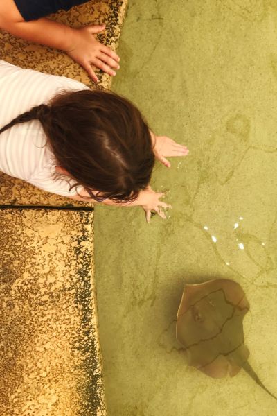 A little girl reaches into the stingray tank at Omaha's zoo