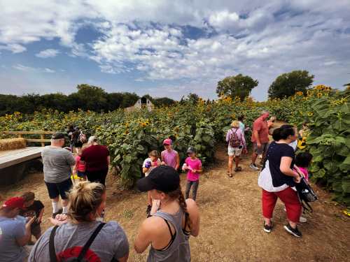 A crowd of families stand by the sunflower field at Vala's waiting for the butterfly release