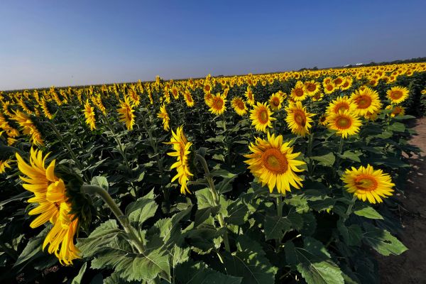 Kansas Sunflower Maze
