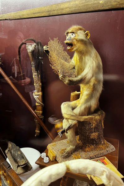 A taxidermy monkey sits in the Cabinet of Curiosities at Carnegie Library Museum in Fairfield, Iowa