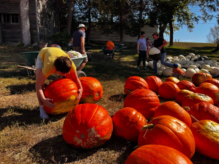 Image for Markman Pumpkin Patch
