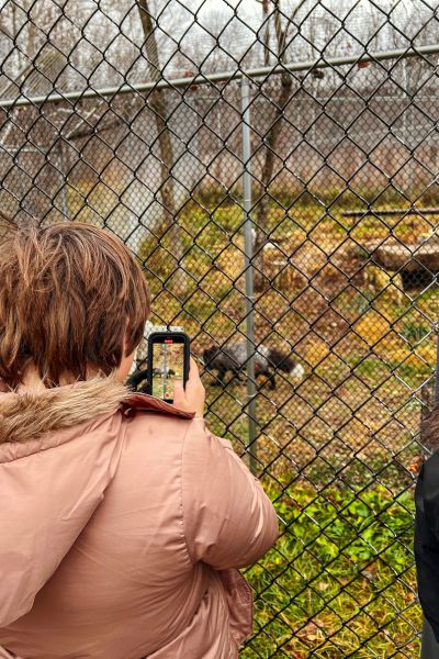 A girl takes a video of a Red Fox at The Endangered Wolf Center in Eureka, Missouri