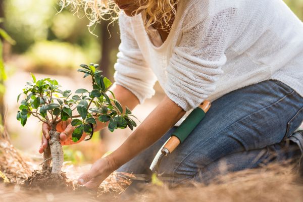 A woman plants a small sapling 