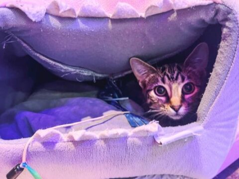 Image for Pet all the kitties at Felius Cat Cafe