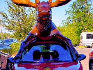 Image for Moosejaw Pizza