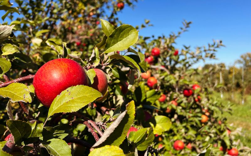 Ripe apples on trees at Peake Orchard in Waukon