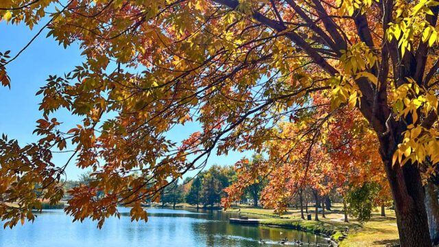 Benson-Park-Fall