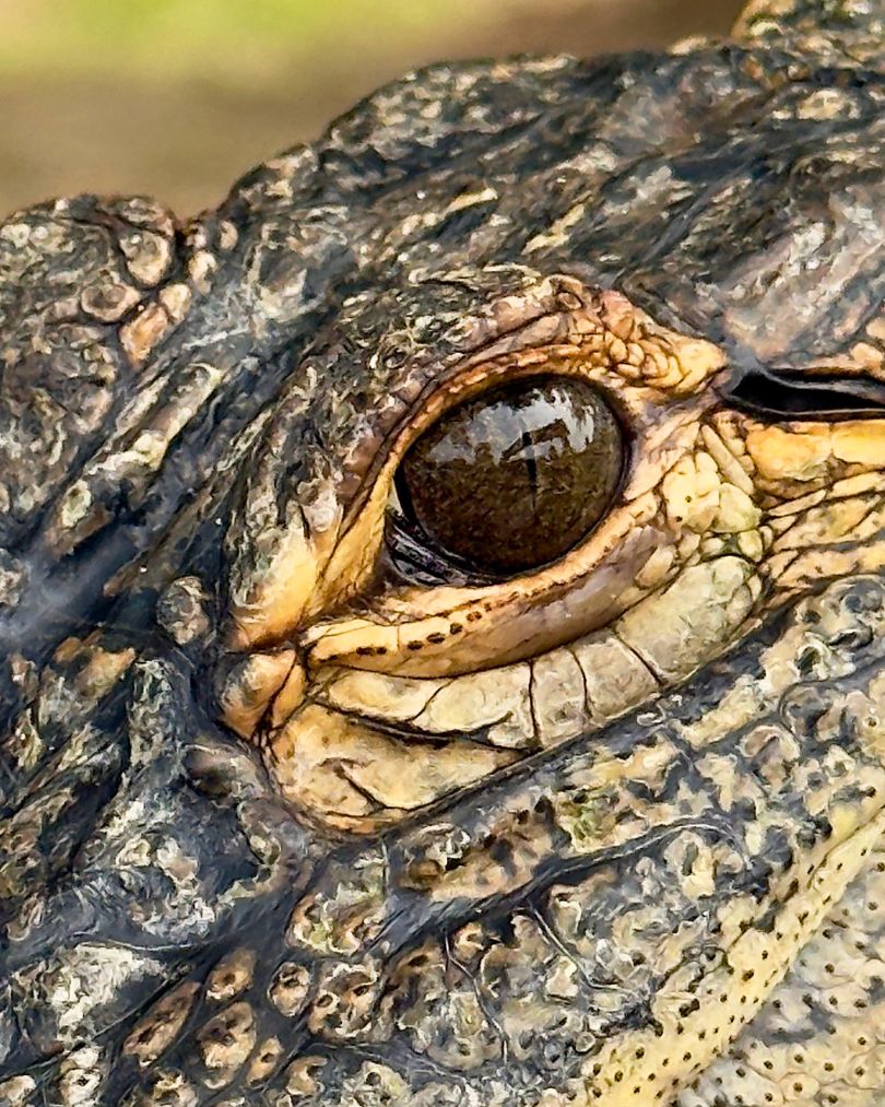 An up-close photo of an alligator's eye at Alligator Alley in Alabama