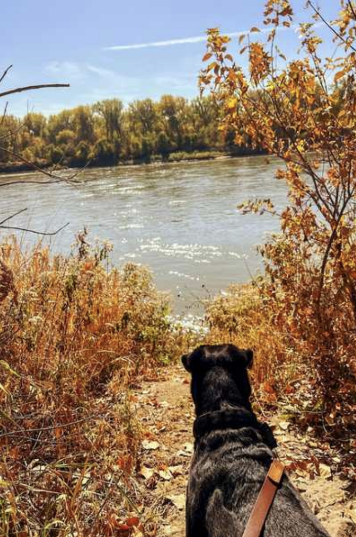 A dog stands near a river at Lake Manawa State Park, surrounded by fall colored leaves