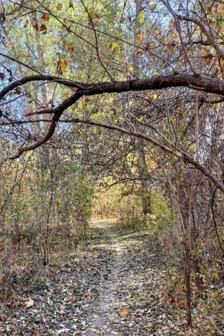 A trail with tree branches crossing over it at Lake Manawa State Park in Council Bluffs, Iowa