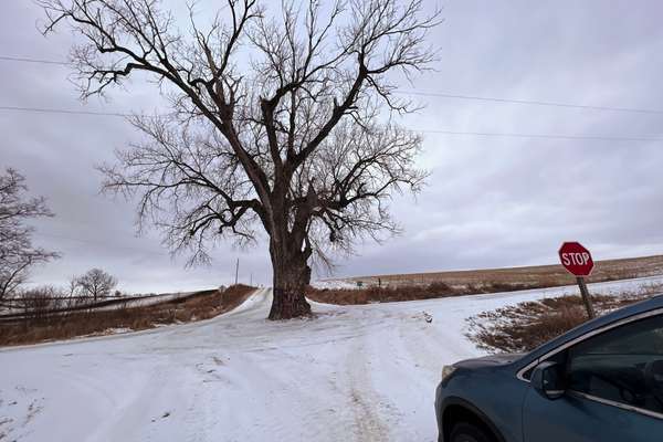 A view of a car facing the Tree In The Middle of the Road in Iowa