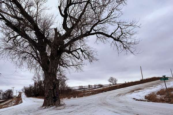 The Tree In The Middle of the Road in southwestern Iowa.